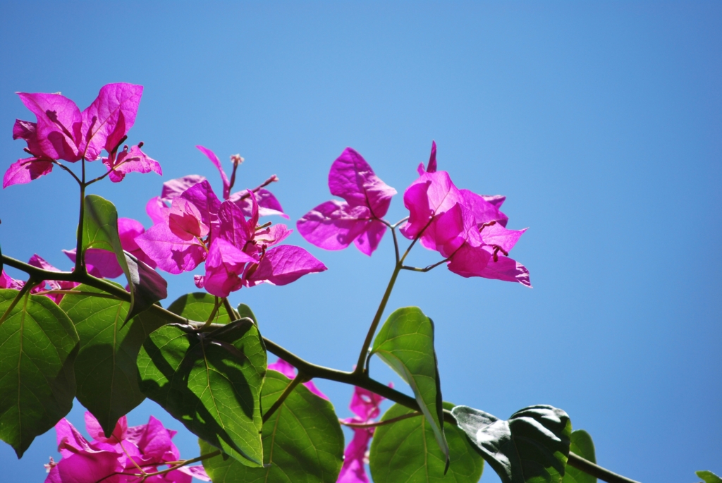 Bougainvillea, a coastal favorite as Sustainable Features in Modern Coastal Homes