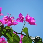 Bougainvillea, a coastal favorite as Sustainable Features in Modern Coastal Homes