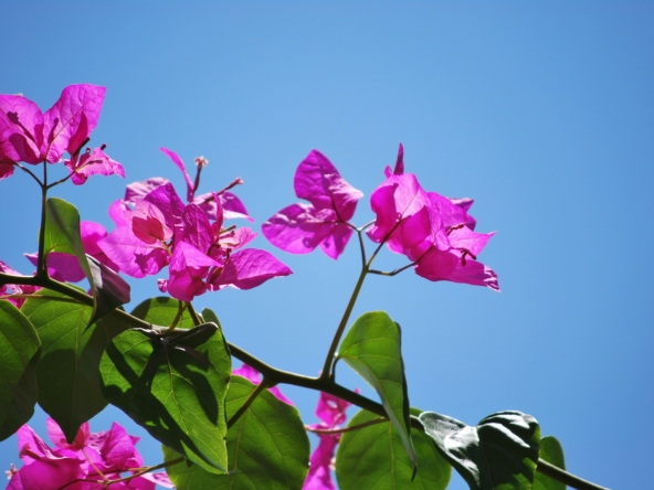 Bougainvillea, a coastal favorite as Sustainable Features in Modern Coastal Homes